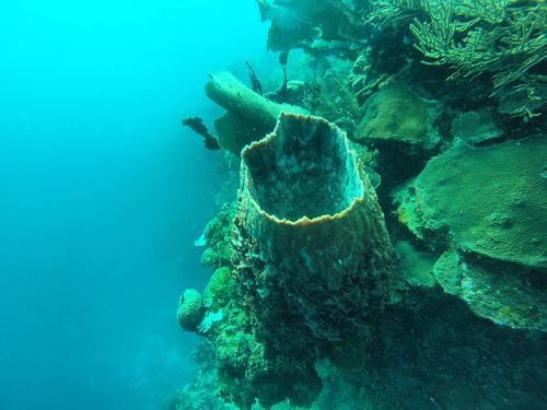 Roatan French Cay Shore Excursion Reviews