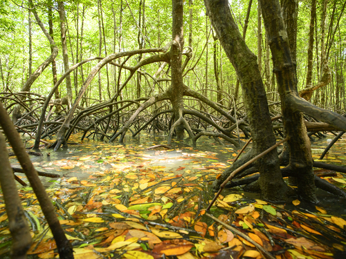 Roatan Honduras eco nature Excursion Prices