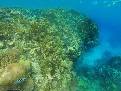 Roatan Honduras All Inclusive Snorkel Tour Prices