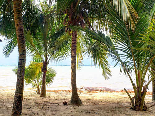 Roatan  Honduras Childrens Home Tour Cost