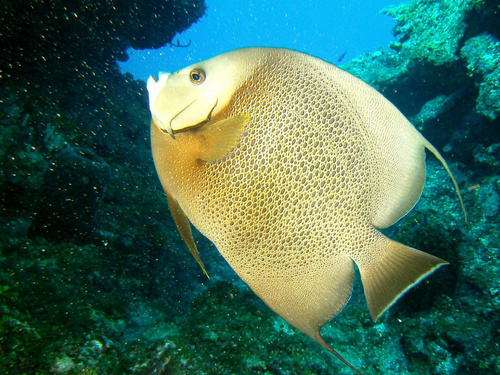 Roatan  Honduras Colorful Fish Diving Cruise Excursion Booking