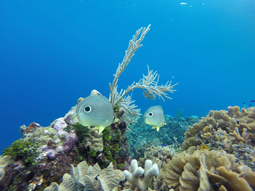 Roatan  Honduras Coral Reef Shore Excursion Reviews