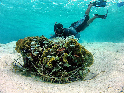 Roatan  Honduras Coral Reef Shore Excursion Tickets