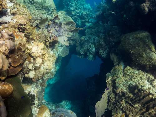 Roatan  Honduras Coral Reef Trip Reviews
