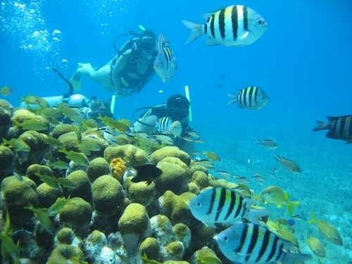 Roatan Honduras Coral Reefs Shore Excursion Prices