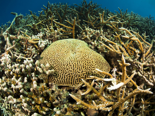 Roatan  Honduras Cordelia Banks Snorkel Cruise Excursion Prices