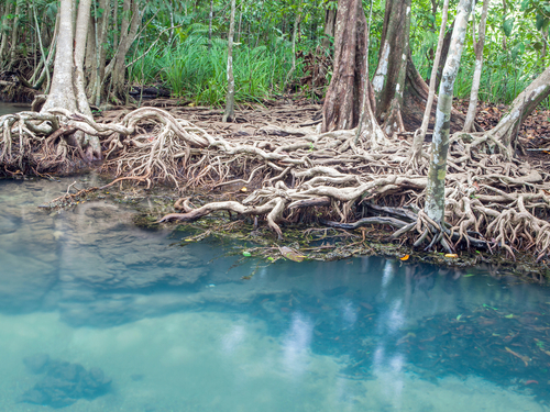 Roatan snorkeling Cruise Excursion Prices