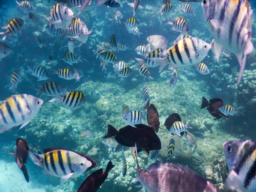 Roatan Honduras highlights Shore Excursion Booking
