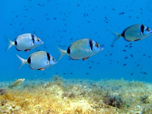 Roatan Honduras highlights Excursion Reviews
