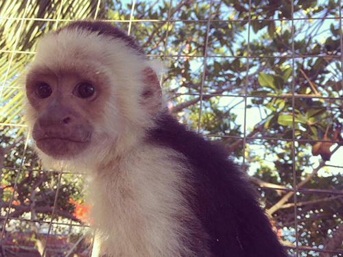 Roatan Honduras Sloths and Monkeys Day Pass Tour Booking