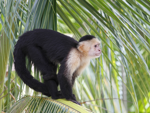 Roatan Punta Gorda ATV Tour Cost