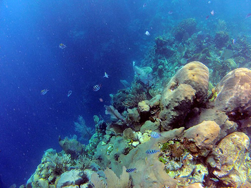 Roatan  Honduras Roatan Excursion Excursion Prices