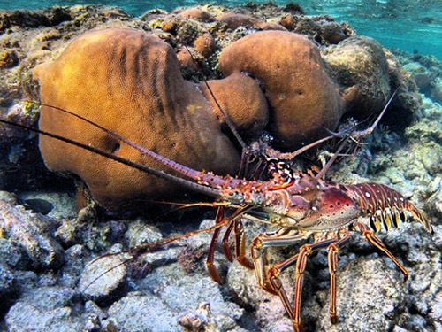 Roatan  Honduras Roatan Excursion Tour Cost