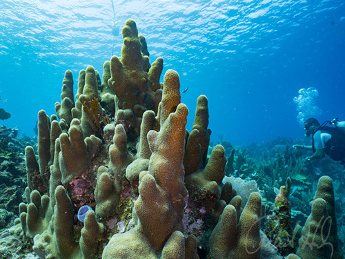 Roatan  Honduras SCUBA Diving Diving Cruise Excursion Booking