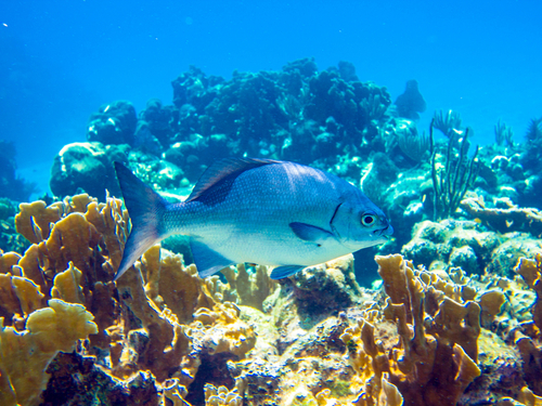 Roatan snorkel charter Trip Reservations