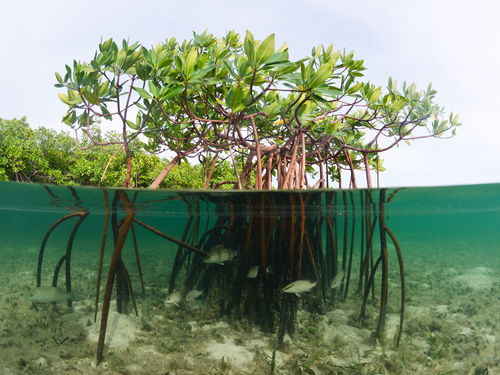 Roatan highlights Trip Reservations