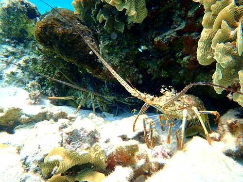 Roatan Hydrobike, Reef Snorkeling, Monkeys & Sloth Hangout with Beach Break Excursion