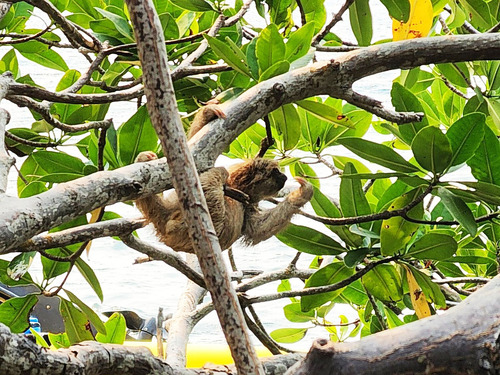 Roatan Hydrobike, Reef Snorkeling, Monkeys & Sloth Hangout with Beach Break Excursion