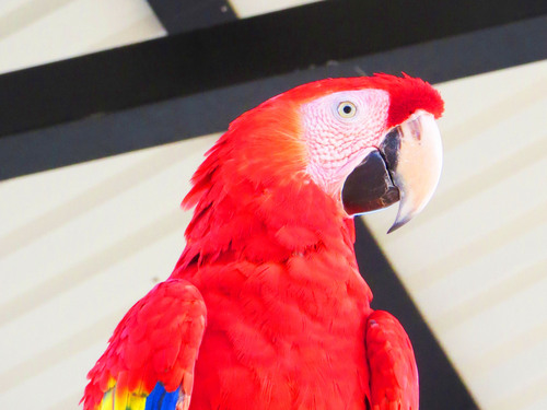 Roatan Hydrobike, Reef Snorkeling, Monkeys & Sloth Hangout with Beach Break Excursion