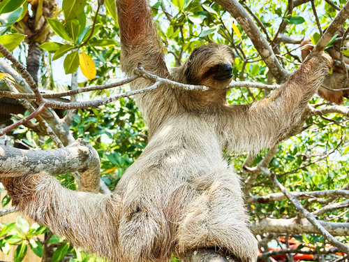 Roatan Hydrobike, Reef Snorkeling, Monkeys & Sloth Hangout with Beach Break Excursion