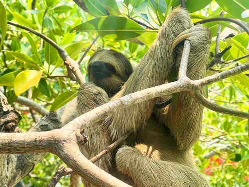 Roatan Hydrobike, Reef Snorkeling, Monkeys & Sloth Hangout with Beach Break Excursion