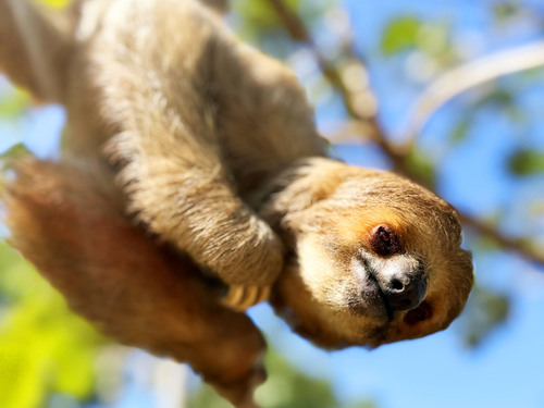 Roatan Hydrobike, Reef Snorkeling, Monkeys & Sloth Hangout with Beach Break Excursion