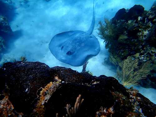 Roatan Hydrobike, Reef Snorkeling, Monkeys & Sloth Hangout with Beach Break Excursion