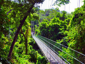 Roatan Jungle Eco Walkway and Treetop Suspension Bridges Excursion