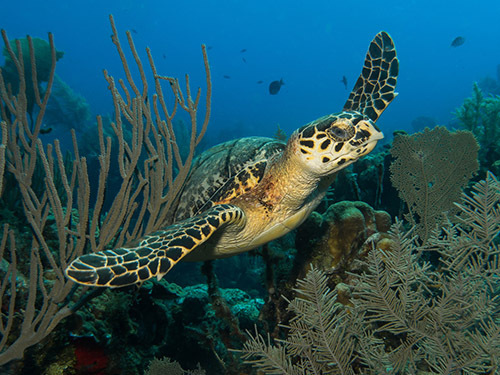 Roatan Marine Life Excursion Cost