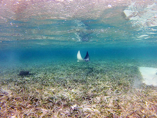 Roatan Marine Life Shore Excursion Prices