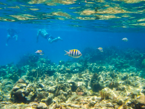 Roatan Honduras snorkel Cruise Excursion Tickets