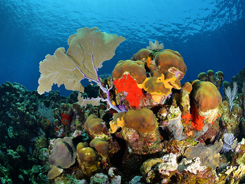 Roatan Mr Bud Diving Excursion Reviews