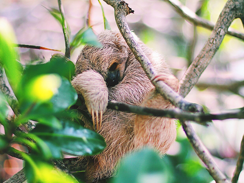 Roatan Private Chocolate Rum Cake Factory, Sightseeing, Monkey and Sloth, and Beach Excursion