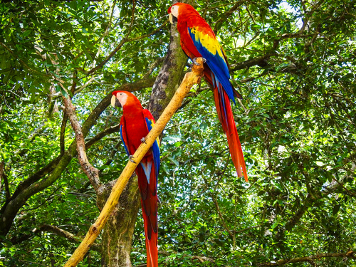 Roatan Private Chocolate Rum Cake Factory, Sightseeing, Monkey and Sloth, and Beach Excursion