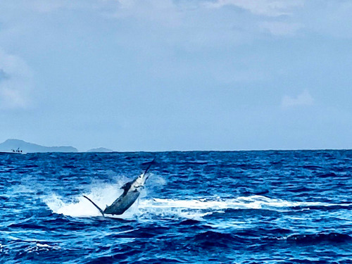 Roatan fishing charter Tour Reservations