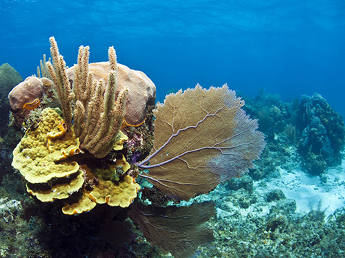 Roatan Reef wall Cruise Excursion Prices