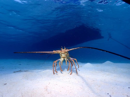 Roatan Roatan Excursion Cruise Excursion Reviews