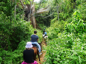 Roatan Sightseeing, Shopping, and Jungle Horseback Riding Excursion