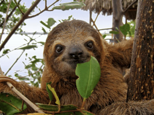 Roatan Sloth Farm and Little French Key Island Beach Excursion with Round-Trip Transport