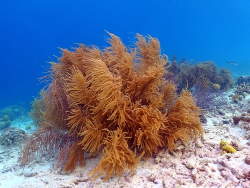 Roatan island sightseeing Cruise Excursion Prices