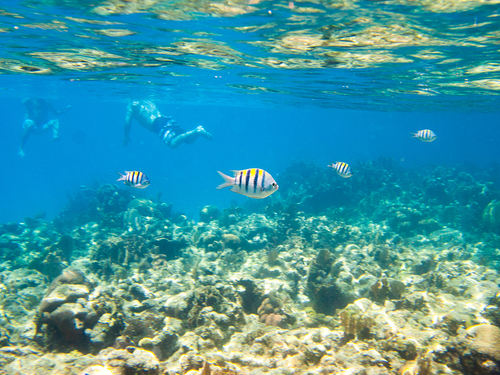 Roatan Snorkeling Snorkel Excursion Booking