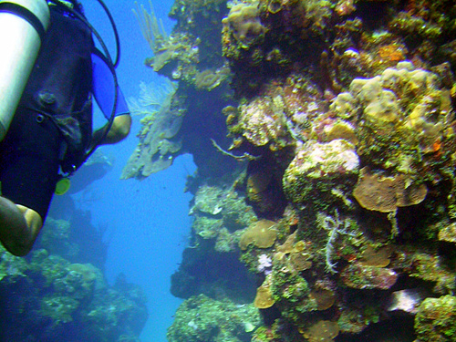 Roatan Swimming Diving Shore Excursion Prices