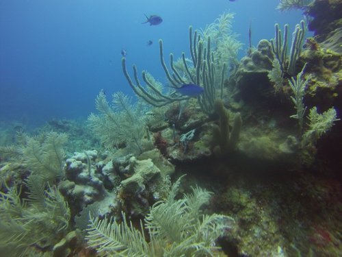 Roatan Underwater Adventure Diving Trip Booking