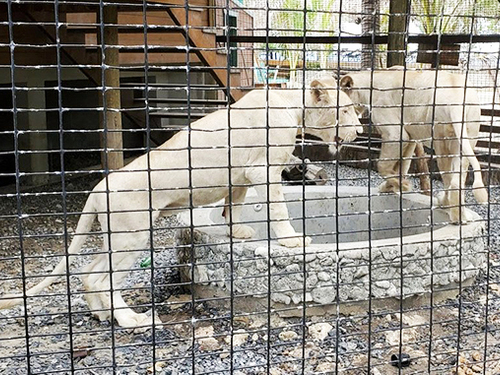 Roatan Zipline and Little French Key Beach Break Excursion