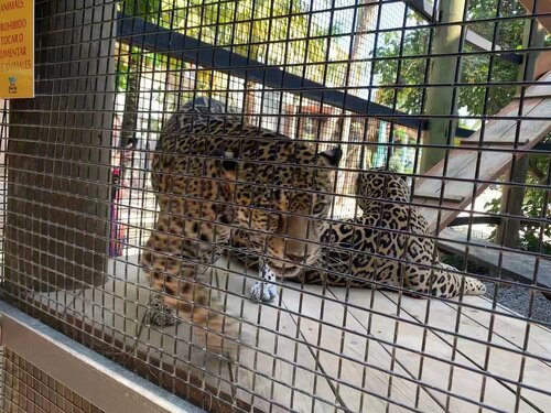 Roatan Zipline and Little French Key Beach Break Excursion