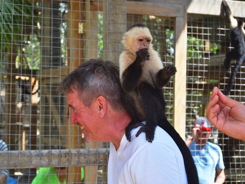 Roatan Zipline Park, Monkey/Sloth Sanctuary, Reef Snorkel, and Beach Excursion Combo