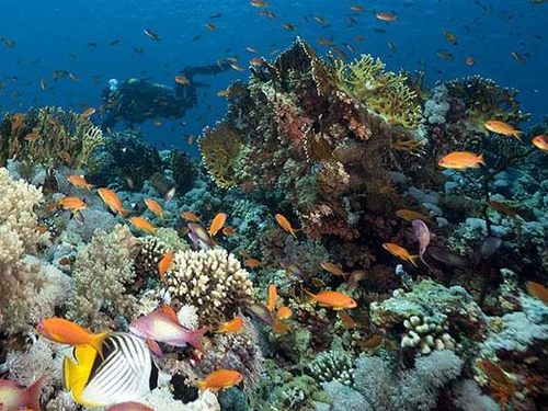 Maui reef viewer Cruise Excursion Reservations