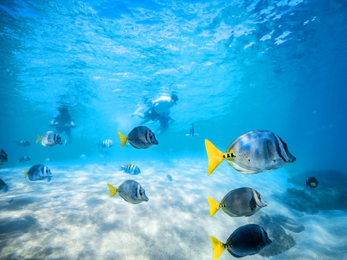 Cabo San Lucas  Mexico Chileno Bay  Excursion