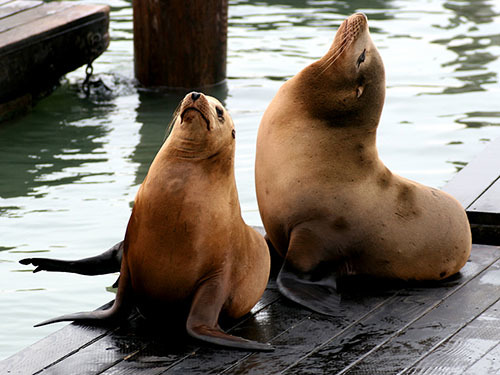 San Francisco California / USA Catamaran Sail Shore Excursion Tickets