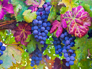San Francisco Sonoma Valley Wine, Cheese, Olive Oil and Chocolate Tasting Excursion
